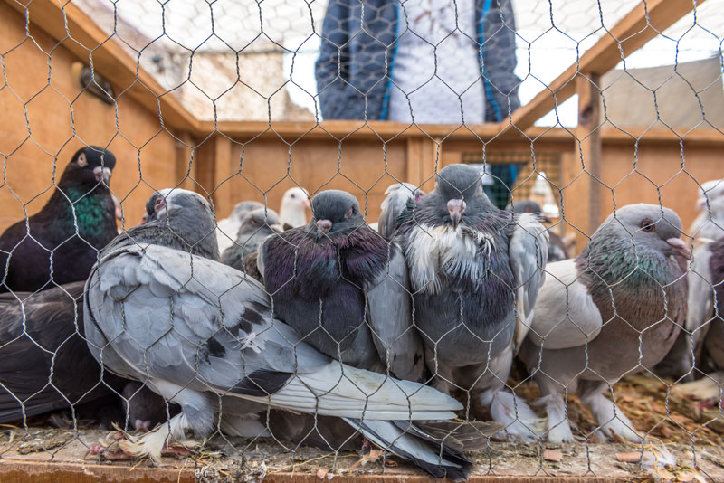 Comment se débarrasser des crottes de pigeons à Alès ?